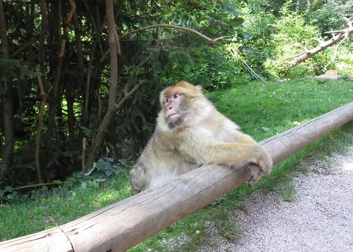 En Rondins - 3 Minutes Des Pistes Horská chata *